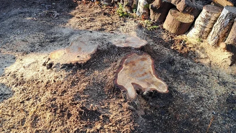 Rognage de souche avant