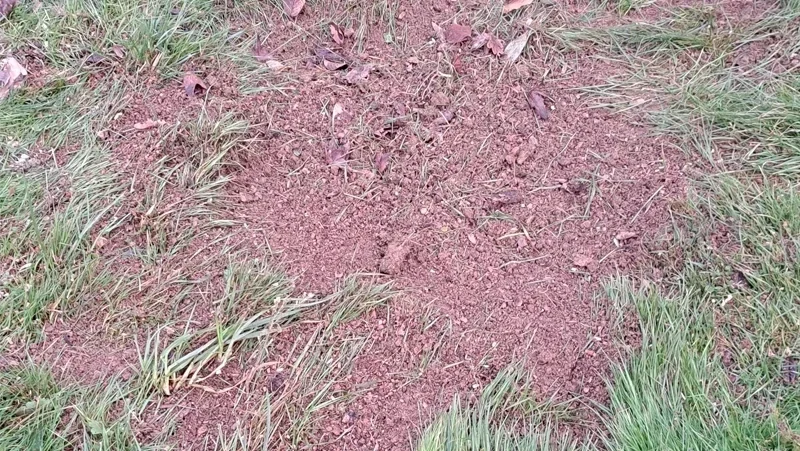 Rognage de souche maure de bretagne apres