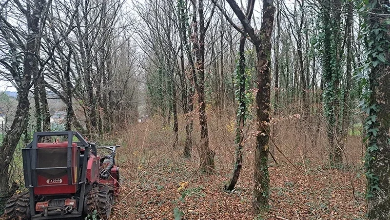 nettoyage dun bois bovel 2