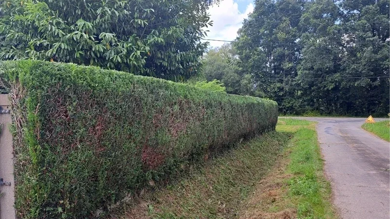 taille de haies maure de bretagne apres 1