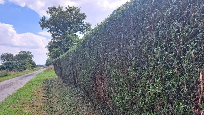 taille de haies maure de bretagne apres 2