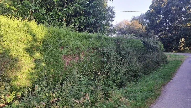 taille de haies maure de bretagne avant 2