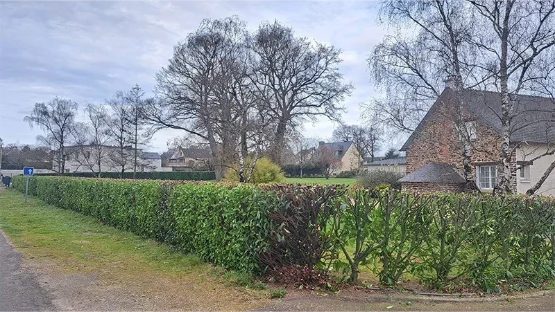 taille haies de palme apres