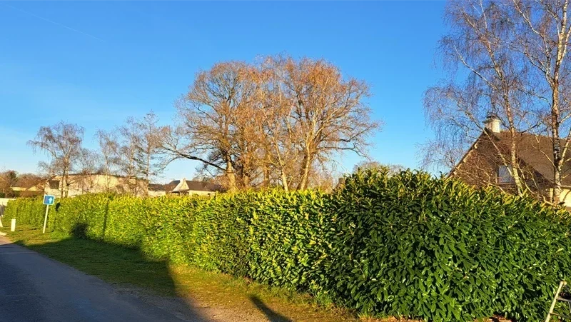 taille haies de palme