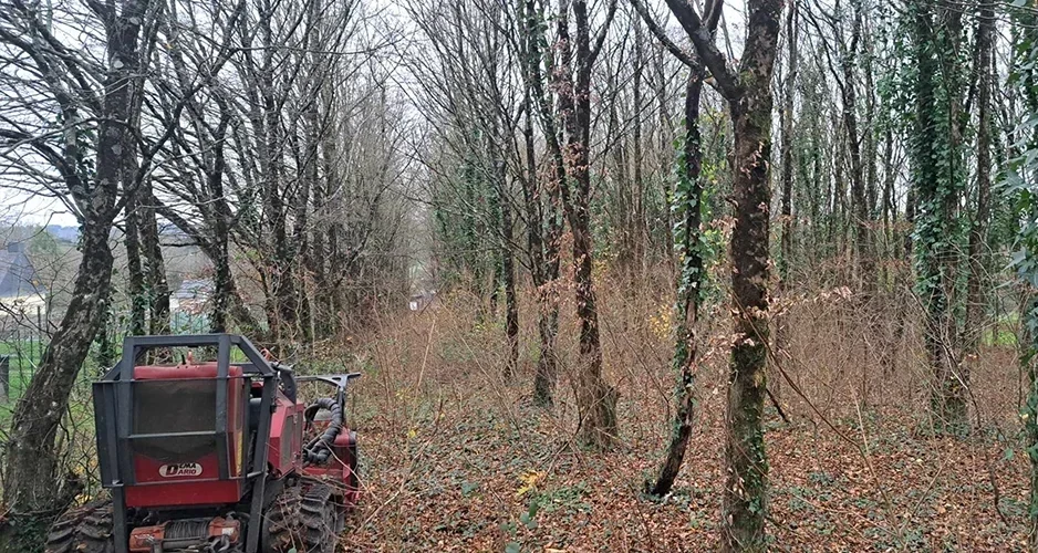 broyage inter rang et cloisonnement foret SELO Elagage