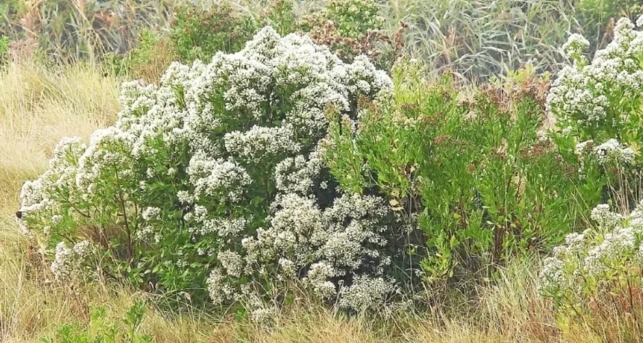 elimination du baccharis SELO Elagage